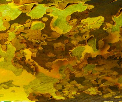 corteccia n. 3, 2025