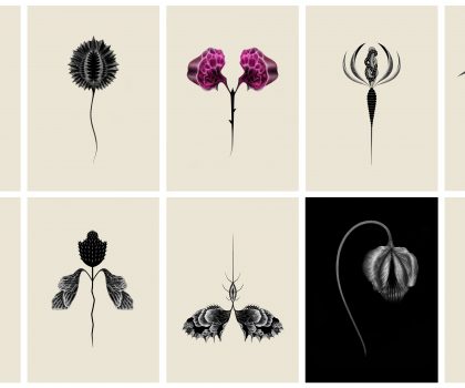 Neraria Herbarium (n. 44, 52, 45, 49, 31, 47, 26, 11, 53, 28)