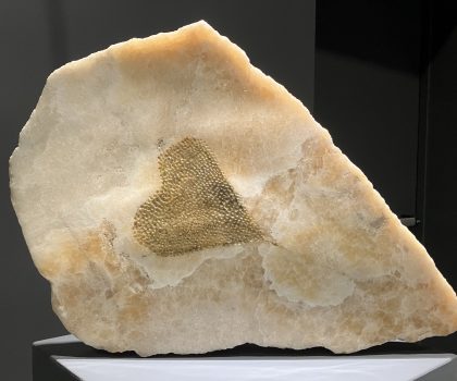 Seme di Aristolachia Odoratissima