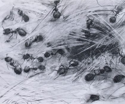 Trofallassi, trophallaxis ant