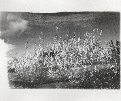 senza titolo n.01 dalla serie  di-vento