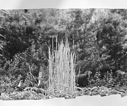 senza titolo n.34 dalla serie  di-vento