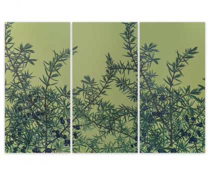 Klon / Juniperus Communis