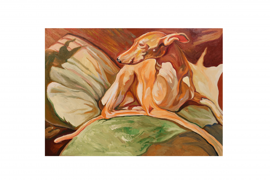 Cane randagio del pomeriggio