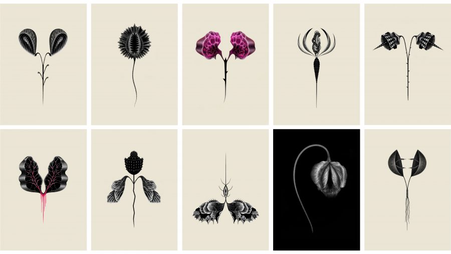 Neraria Herbarium (n. 44, 52, 45, 49, 31, 47, 26, 11, 53, 28)