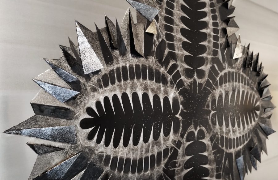 Atrivulva quadridens