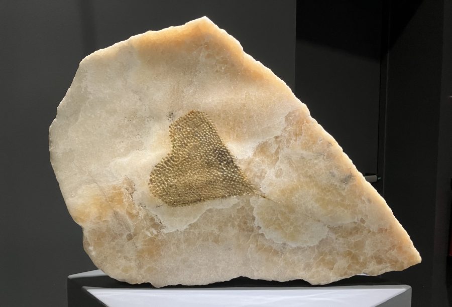 Seme di Aristolachia Odoratissima