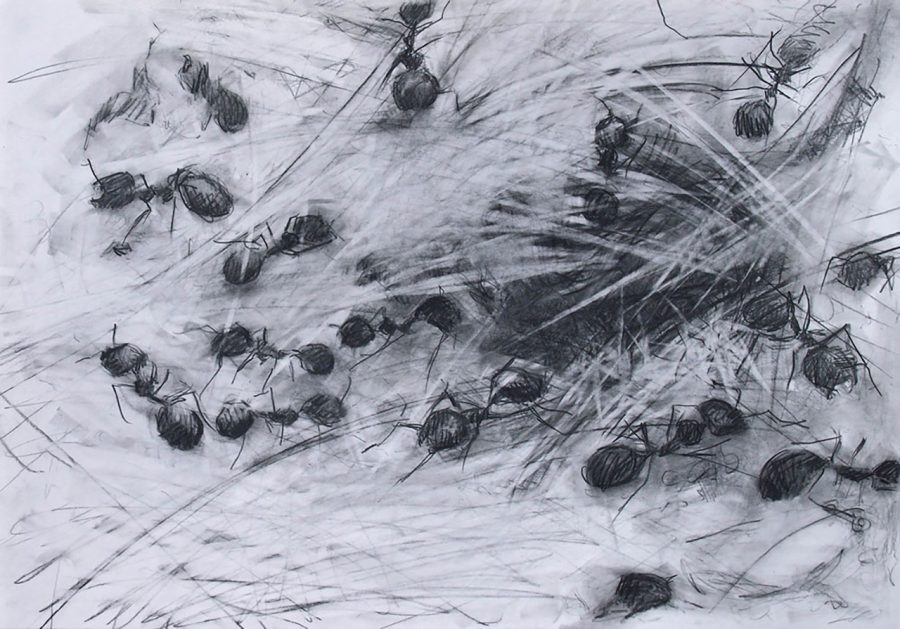 Trofallassi, trophallaxis ant