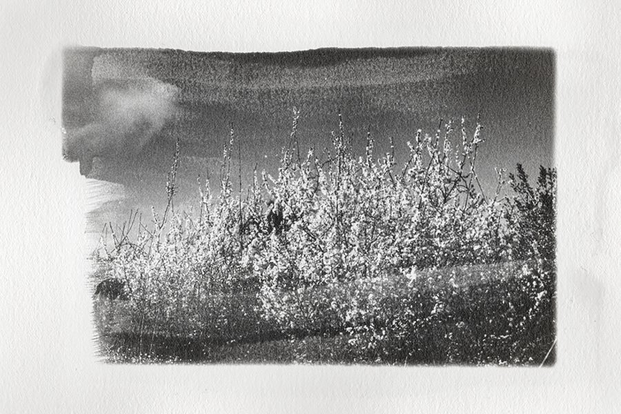 senza titolo n.01 dalla serie  di-vento