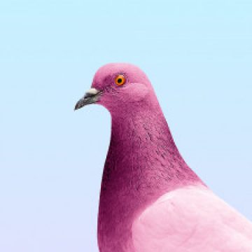 Profile picture of DotPigeon ⠀